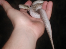 '04 White-Sided Female