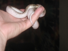 '04 White-Sided Female