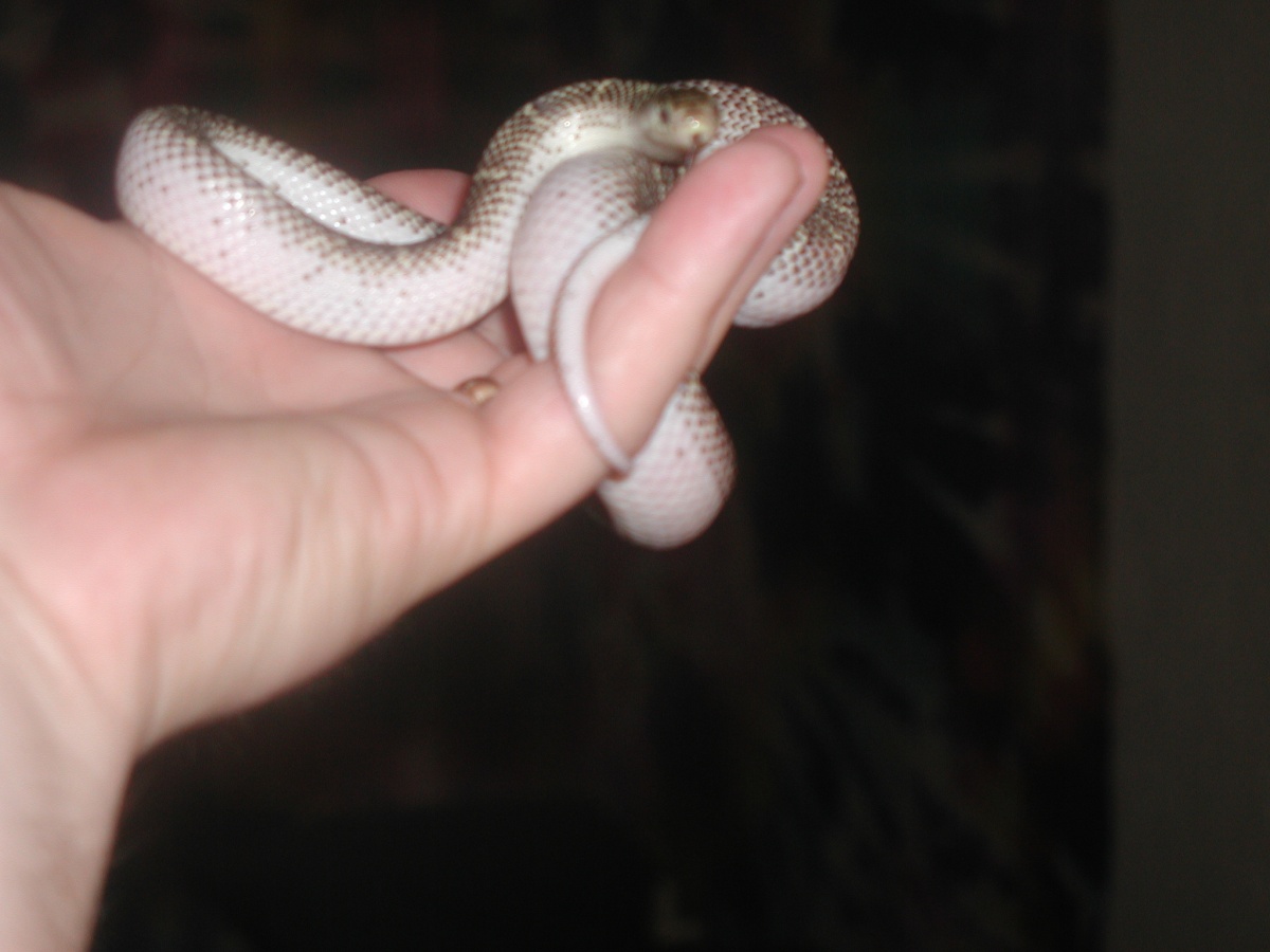'04 White-Sided Female