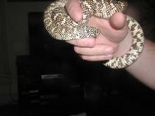 '03 White-Phase Brooksi (male)