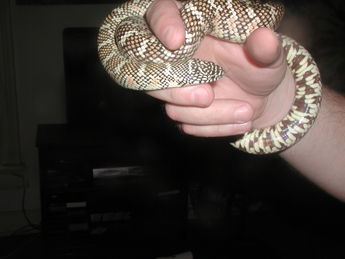 '03 White-Phase Brooksi (male)