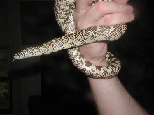 '03 White-Phase Brooksi (male)