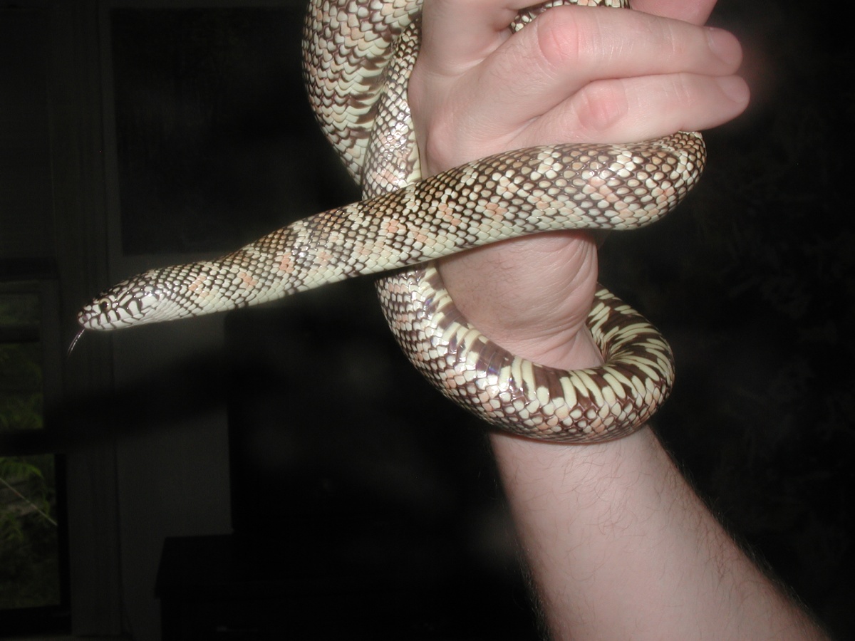 '03 White-Phase Brooksi (male)