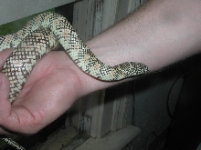 '03 White-Phase Brooksi (male)