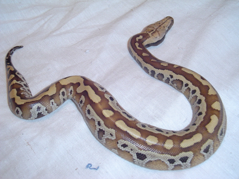 New Baby Girl