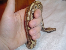 New Baby Girl