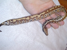New Baby Girl