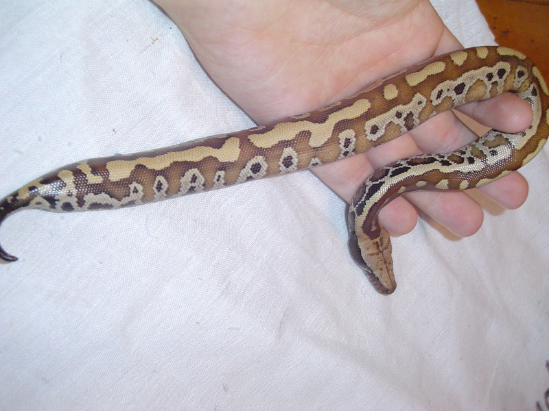 New Baby Girl