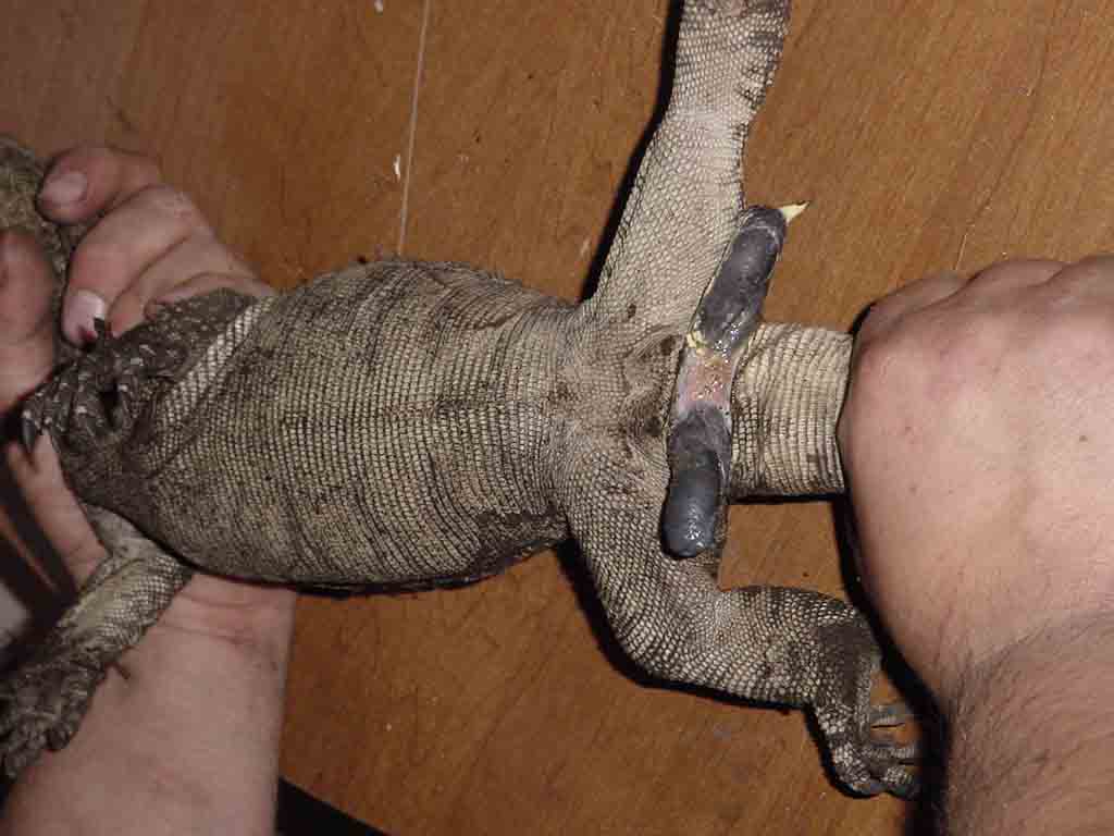 Salvator hemipenes