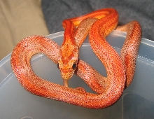 Stripe Motley Corn Snake