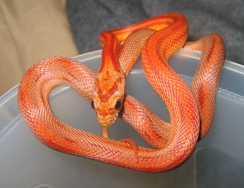 Stripe Motley Corn Snake