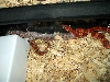 Oketee female shedding