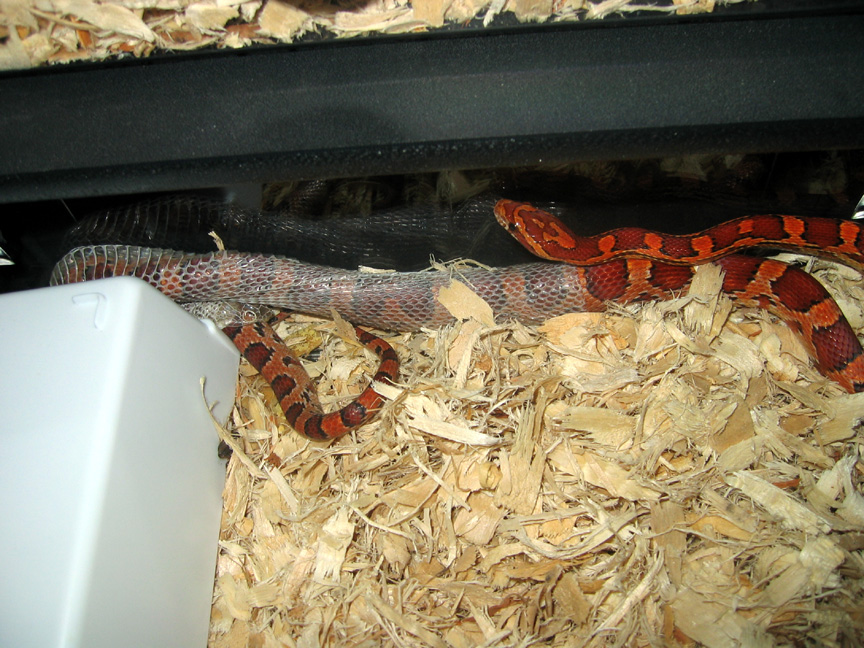Oketee female shedding