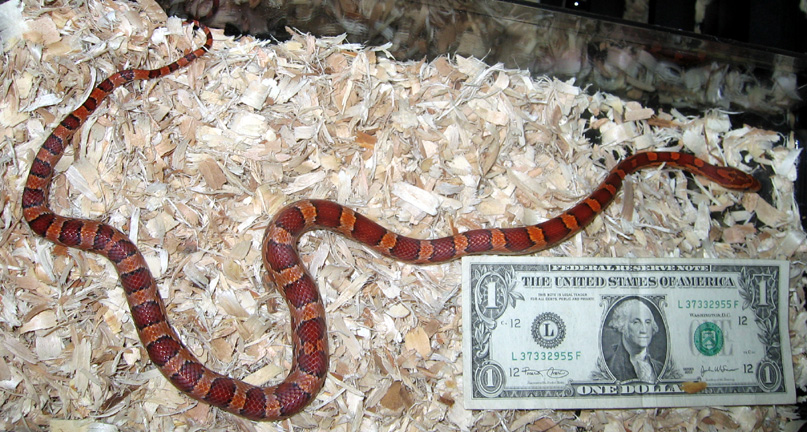 05 Oketee Female