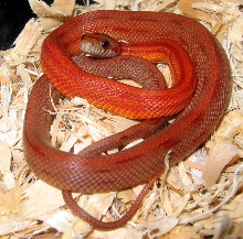 Vanishing Pattern Corn Snake Male