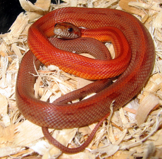 Vanishing Pattern Corn Snake Male