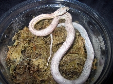 Motley Striped Blue Eyed Ghost