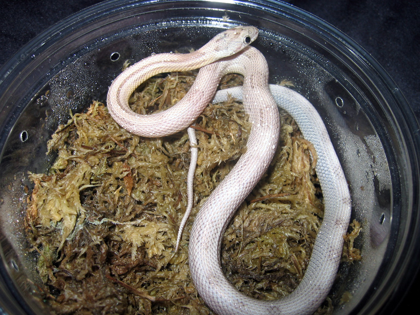 Motley Striped Blue Eyed Ghost