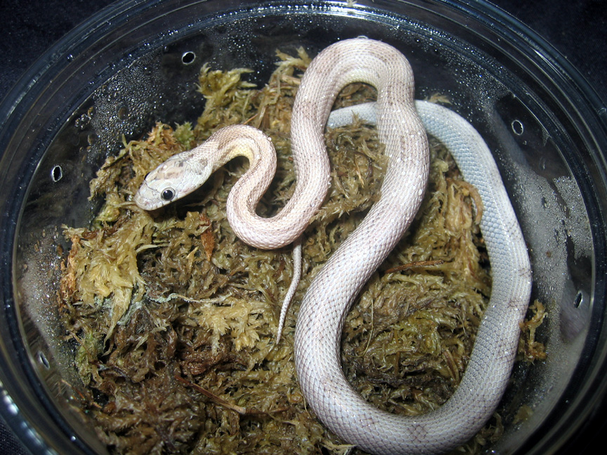 Motley Striped Blue Eyed Ghost