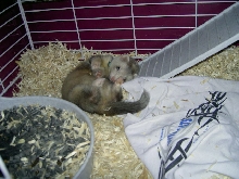 Felix waking up
