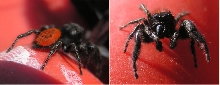 Name that spider!