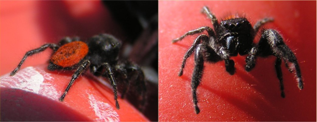 Name that spider!