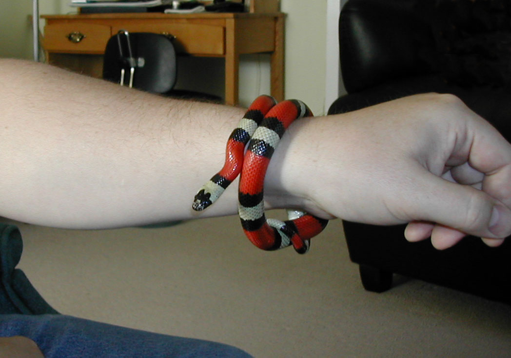 Wiggler...