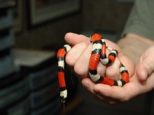 Wiggler 2