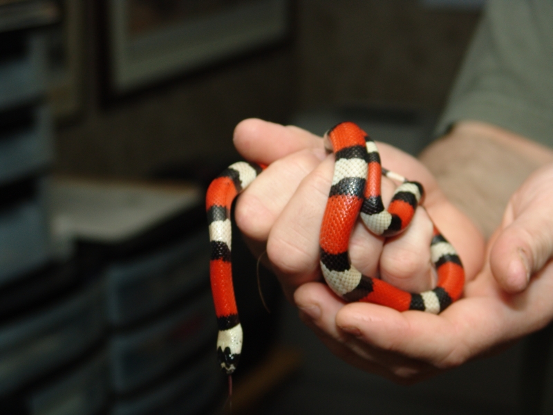 Wiggler 2