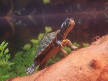 Our new turtle Squirt