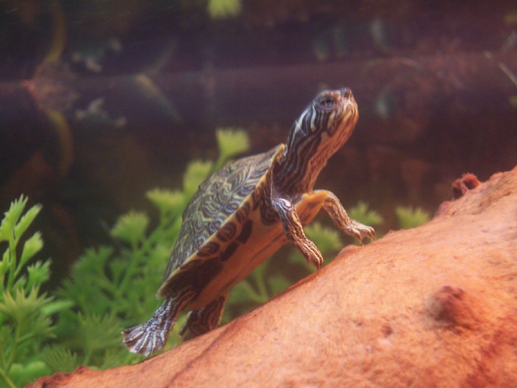 Our new turtle Squirt