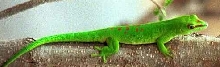 V the Madagascar Giant Day Gecko
