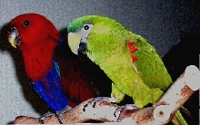 Lucy and Leilani