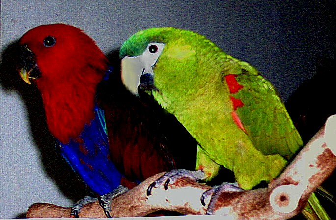 Lucy and Leilani 3