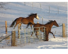 The Mares at play