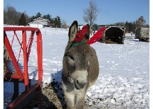 Pedro's Christmas Photo