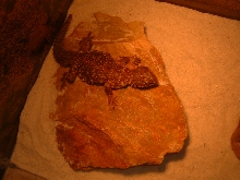 ANOTHER PIC