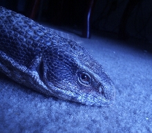 Blue Savannah