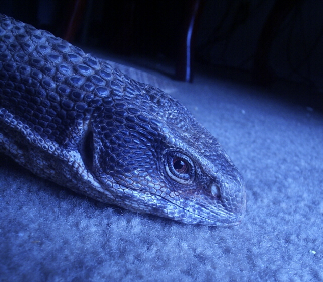 Blue Savannah