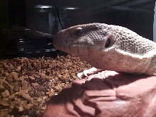 Diablo's Profile