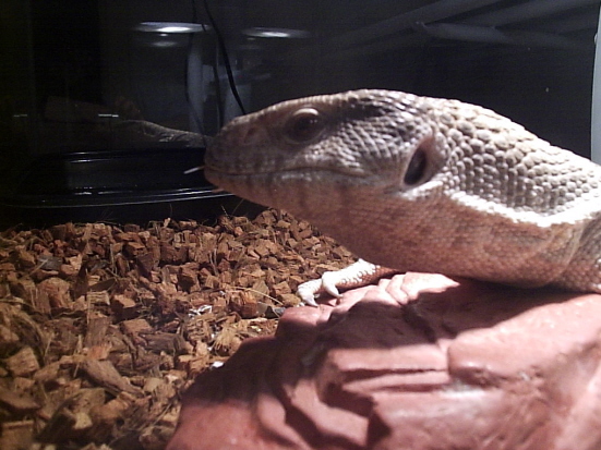 Diablo's Profile