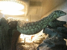 Who needs a hammock?