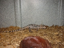 rescued red tegu