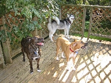 Freya, Dawn, Isabel