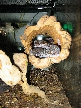 Chinese Leopard Geckos