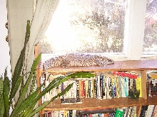Havoc lounging by the window