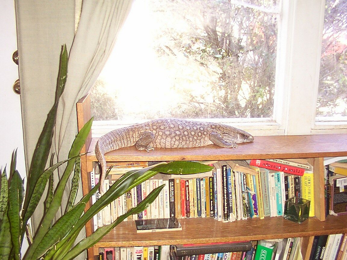 Havoc lounging by the window