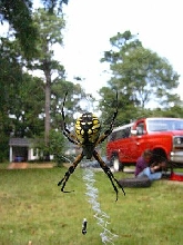 argiope?