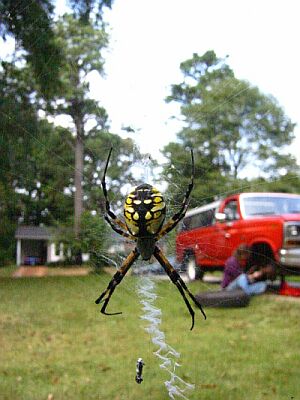 argiope?