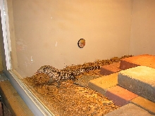 Chacoan B&W juvenile